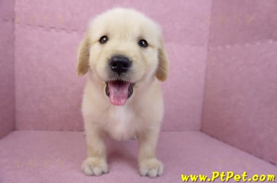 07/18黃金獵犬母幼犬(嘉義)2