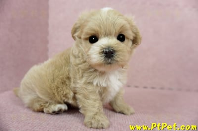 03/14奶油色馬爾泰迪公幼犬(台東市)5