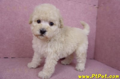 12/06奶油貴賓母幼犬1號(高雄)8