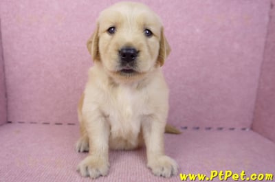 07/18黃金獵犬母幼犬1號(基隆信義)1