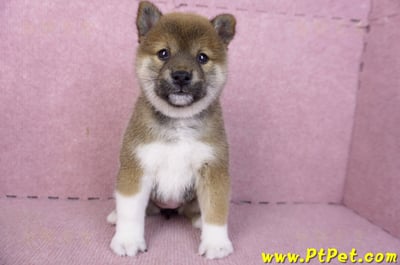 01/11赤色柴犬母幼犬3號(新竹竹北)2