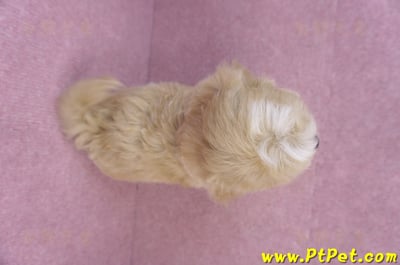 11/02馬爾泰迪母幼犬(新竹關西)13