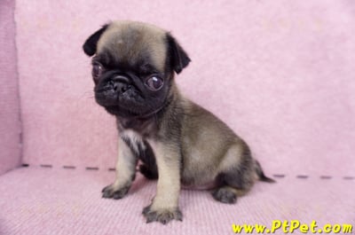 09/08巴哥母幼犬3號(新北五股)12