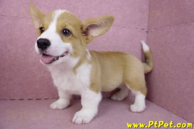 11/02雙色柯基犬公幼犬(高雄鼓山)12