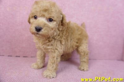 12/06玩具型奶油貴賓公幼犬(高雄左營)8