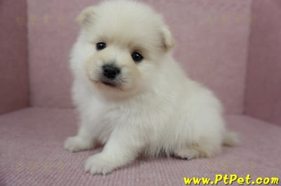 12/15迷你型松鼠白博美公幼犬1號(高雄鳳山)8