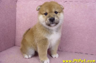 02/06赤色柴犬母幼犬1號(屏東潮州)4