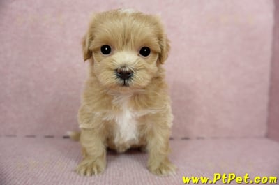 01/15奶油色馬爾泰迪 II 母幼犬(新竹市)2