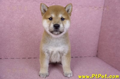 10/15赤色柴犬母幼犬(高雄苓雅)3