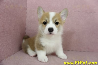 02/09雙色柯基犬公幼犬(新竹)9