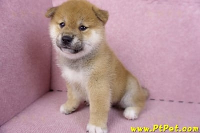 10/15赤色柴犬公幼犬1號(新北鶯歌)10