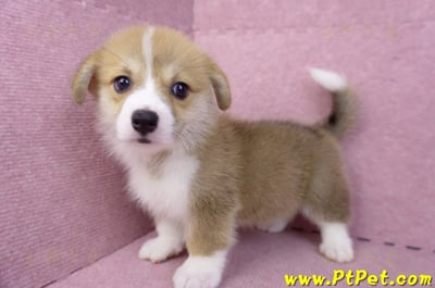 08/05雙色柯基犬母幼犬(台中潭子)10