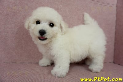 03/11比熊犬公幼犬(新北林口)11