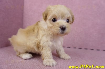 11/02馬爾泰迪 II 公幼犬1號(偏小)(花蓮壽豐)4