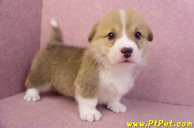 11/30雙色柯基犬公幼犬5號(高雄仁武)5