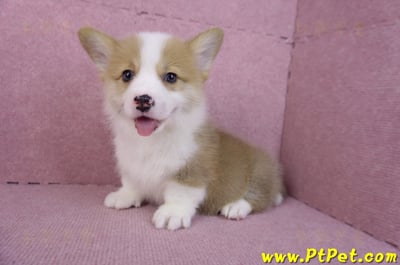 11/05雙色柯基犬公幼犬1號(高雄三民)9