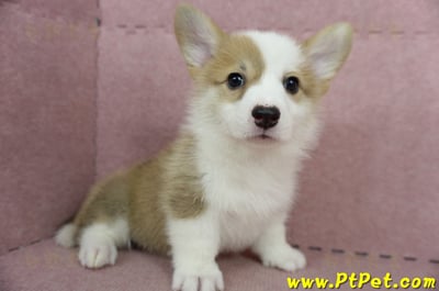 05/09雙色柯基犬母幼犬3號(台北北投)4