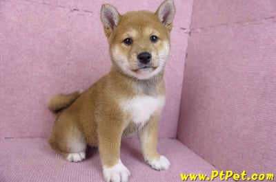 11/08赤色柴犬母幼犬1號(花蓮吉安)4