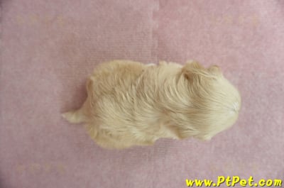 02/14奶油色馬爾泰迪母幼犬(花蓮吉安)7