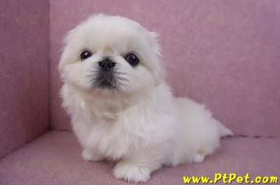 12/17北京狗公幼犬2號12