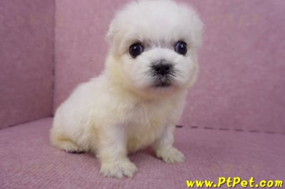 03/20馬爾濟斯公幼犬1號2