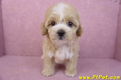 11/02馬爾泰迪母幼犬1號/(高雄小港)1