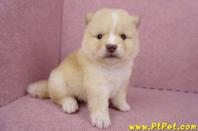 06/24白色柴犬母幼犬(桃園楊梅)3