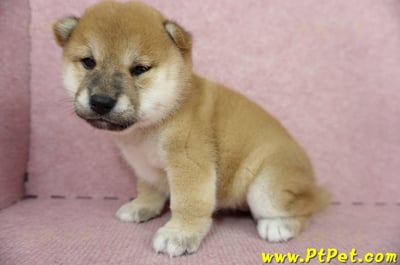 05/11赤色柴犬母幼犬1號(高雄三民)6