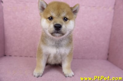 07/22赤色柴犬公幼犬1