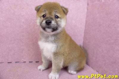 07/11赤色柴犬母幼犬1號(新北中和)9