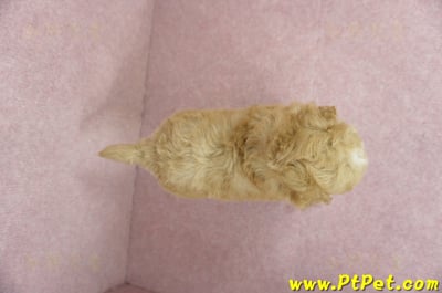 11/26迷你型奶油貴賓公幼犬2號(桃園中壢)11