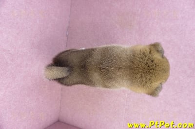 01/11赤色柴犬母幼犬(屏東竹田)11