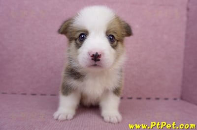 07/01雙色柯基犬公幼犬(屏東長治)3