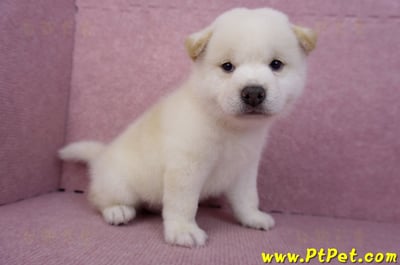 07/22白色柴犬公幼犬5