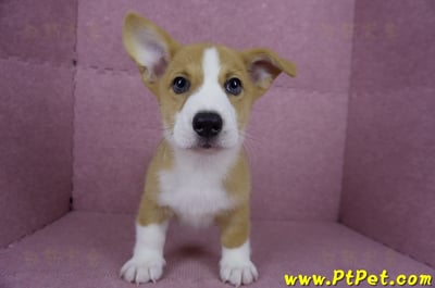 05/09雙色柯基犬公幼犬(南投市)2