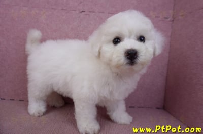 02/14比熊犬母幼犬8