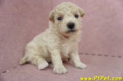 06/04泰迪比熊母幼犬(屏東市)3