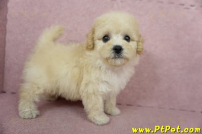 11/08泰迪比熊母幼犬(屏東長治)7