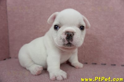 04/18奶白色法國鬥牛公幼犬(新北板橋)4