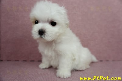 04/11紅白花馬爾泰迪母幼犬(桃園平鎮)12