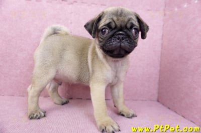 07/09巴哥公幼犬(台北文山)5