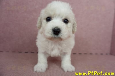 05/22比熊犬母幼犬(高雄仁武)1