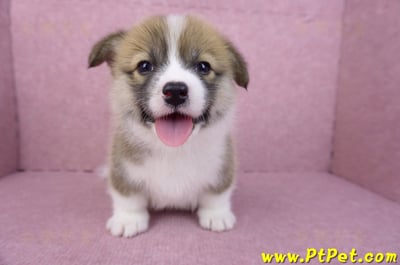 03/14雙色柯基犬母幼犬(新竹市)1