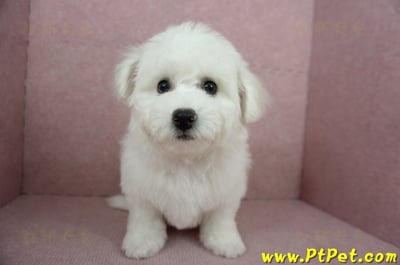 12/01比熊犬母幼犬(基隆中山)3