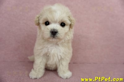 03/31奶油色馬爾泰迪母幼犬1號(基隆信義)6