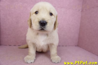 03/12黃金獵犬公幼犬1號(新北三重)1