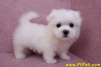 07/26迷你型馬爾濟斯 I 公幼犬2號(台北大同)7