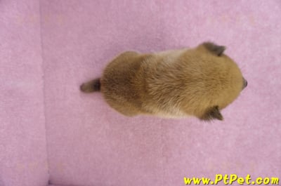 10/06赤色柴犬公幼犬2號(台南仁德)7