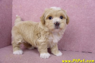 01/30馬爾泰迪公幼犬2號(新竹竹北)4