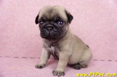 06/23巴哥母幼犬1號(新竹東區)10